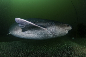 ~ Mother to Be ~

Pregnant Seven-gill shark. by Geo Cloete 